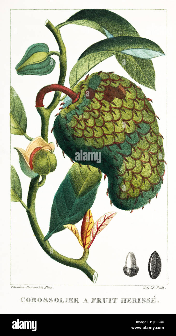 Corossolier a Fruit Herissé engraving print Descourtilz 1833 Stock