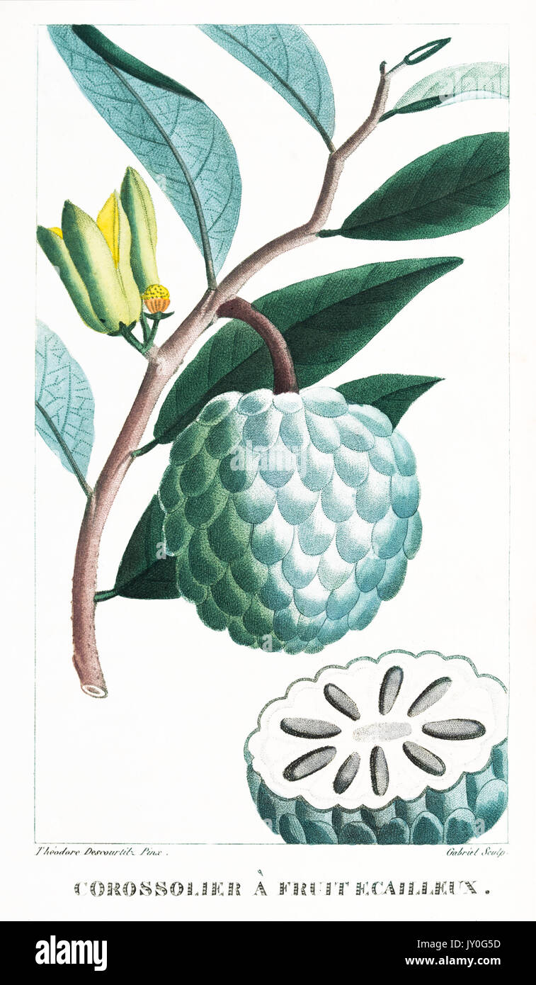 Corossolier a Fruit Ecailleux engraving print Descourtilz 1833 Stock