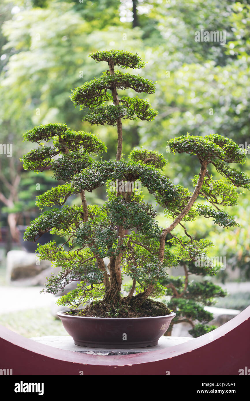 Bonsai tree in a Chengdu park Stock Photo