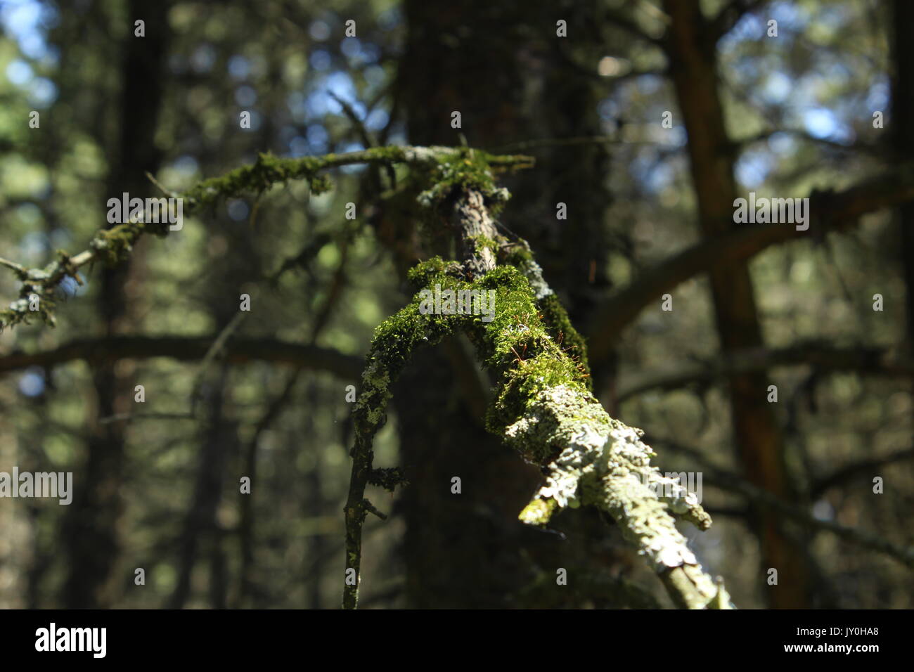 Moss growing on trees out in the woods. Stock Photo