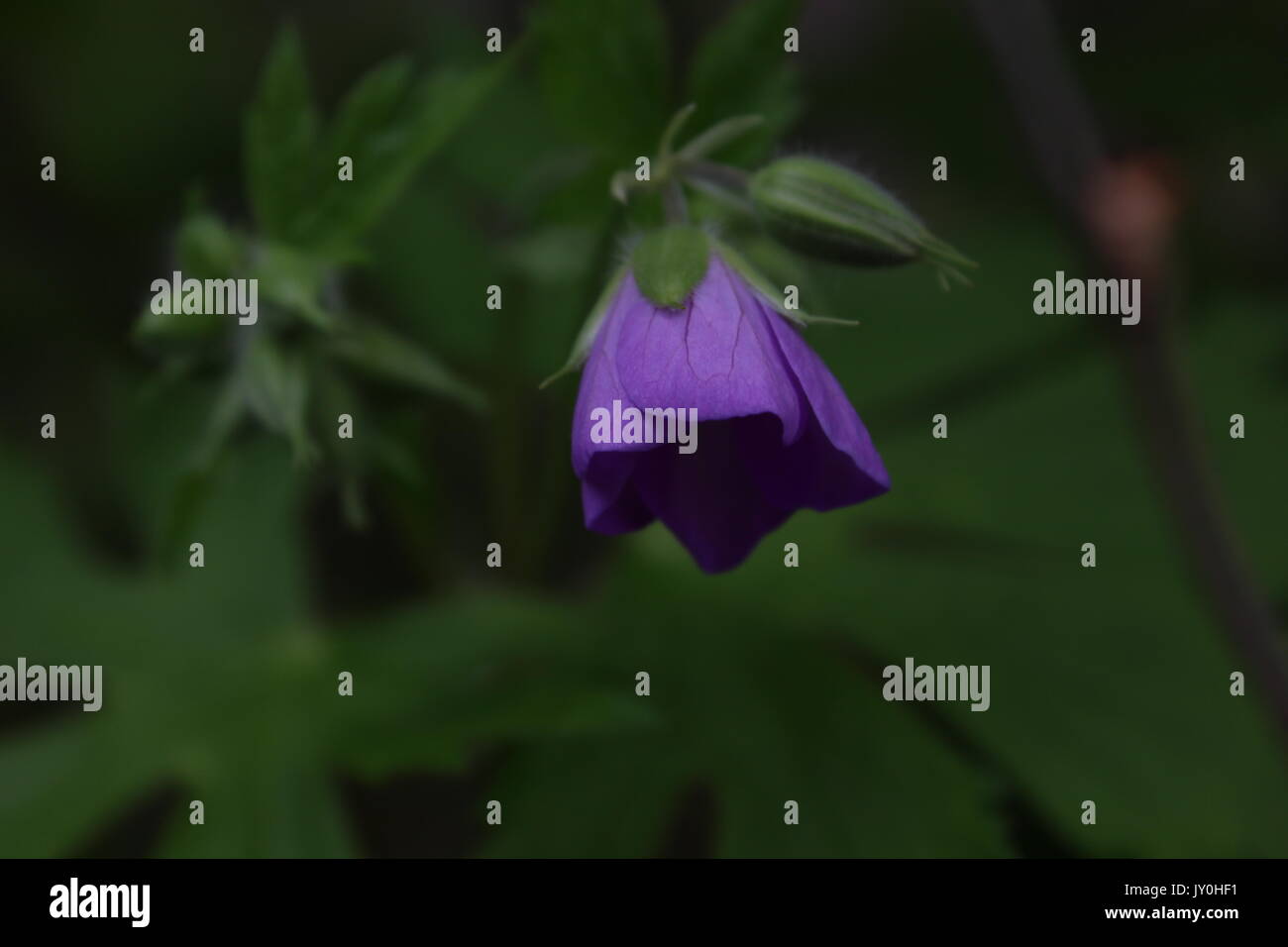 Purple flower blossom hi-res stock photography and images - Alamy