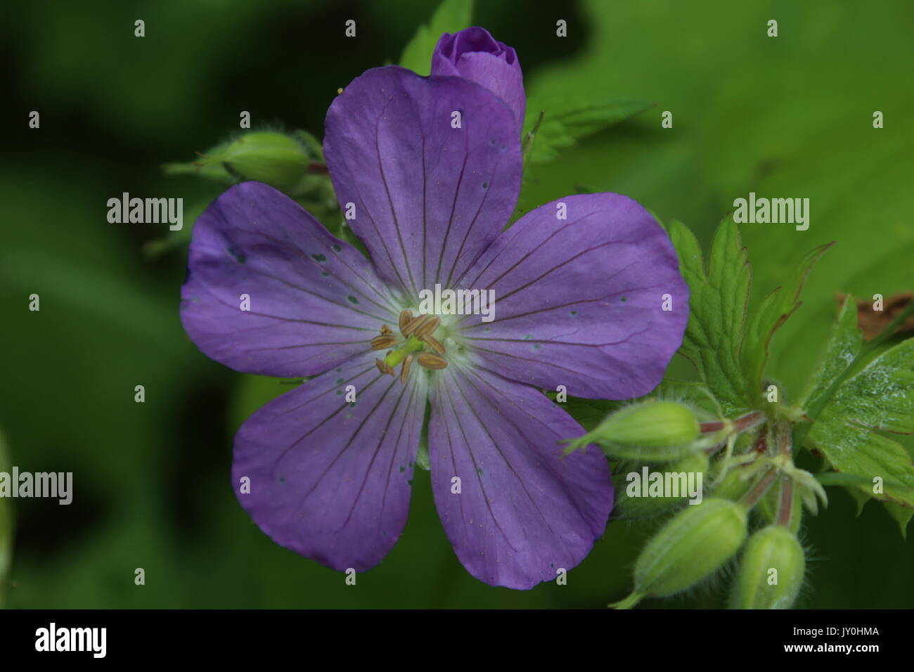 Purple flower blossom hi-res stock photography and images - Alamy
