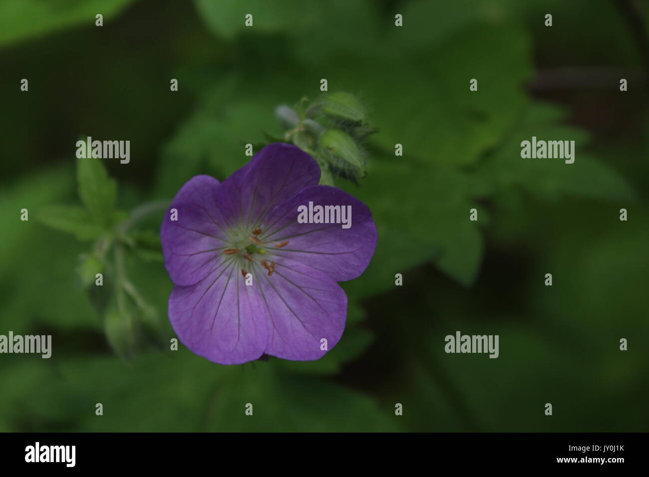 Beautiful purple wild flower in bloom! Stock Photo - Alamy