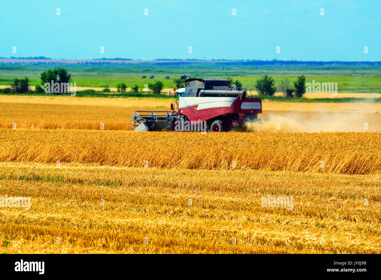 Grain harvesting combines work in wheat field Stock Photo Alamy