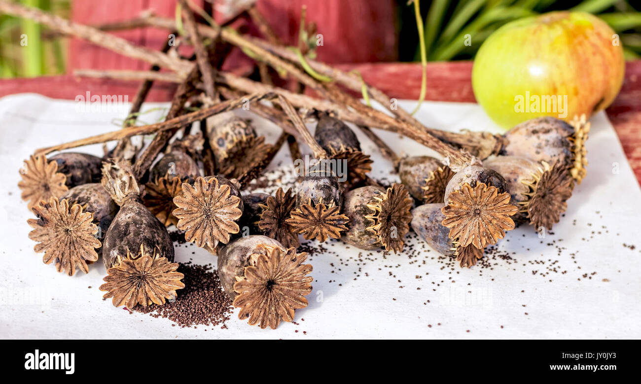 Closeup poppy seeds opium hires stock photography and images Alamy
