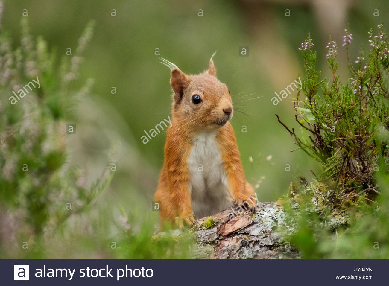 Scottish Wildlife Photography Stock Photos & Scottish Wildlife Photography Stock Images Alamy