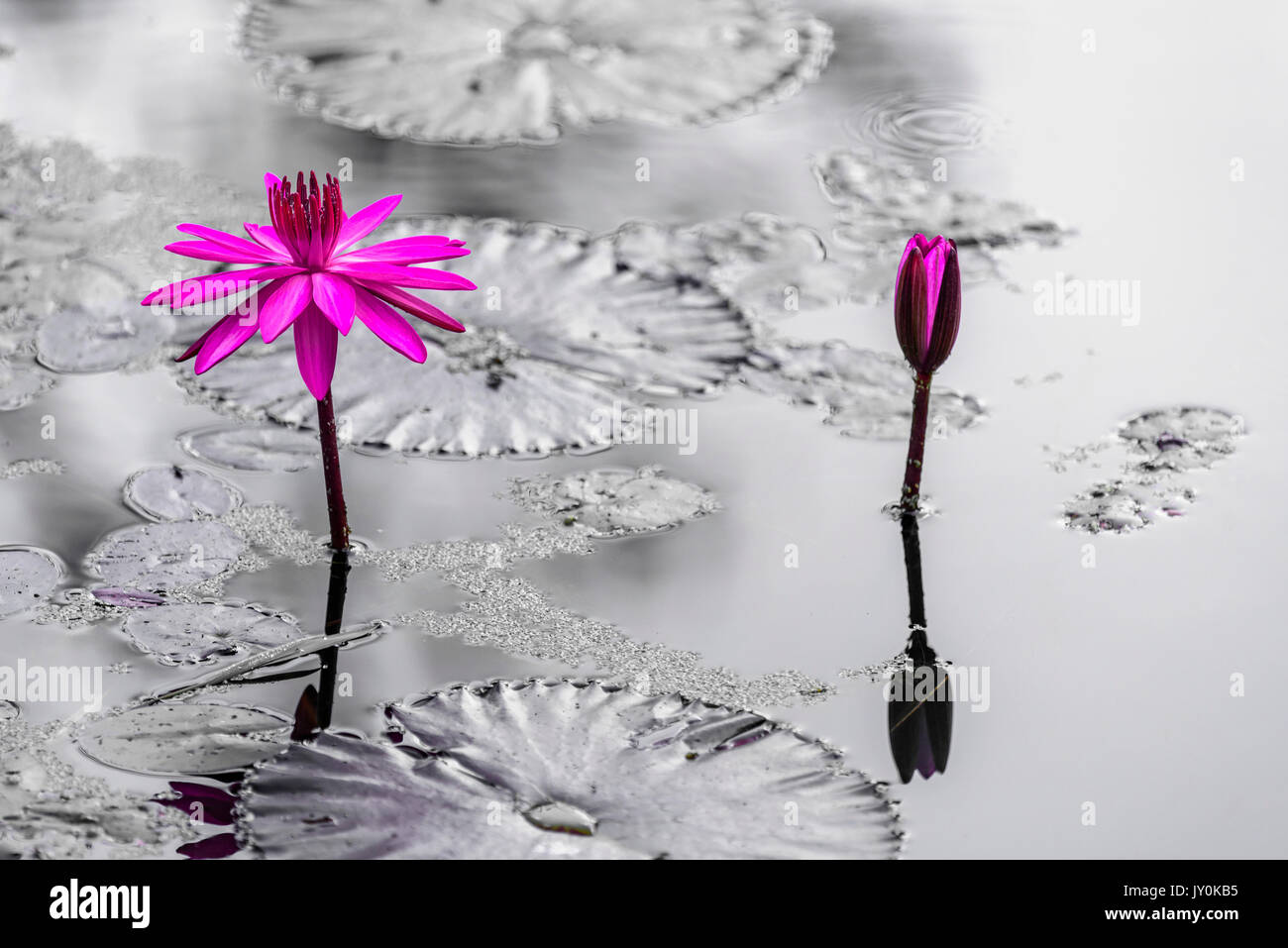 Purple Tropical WaterLily Stand Out with Black & White background Stock Photo
