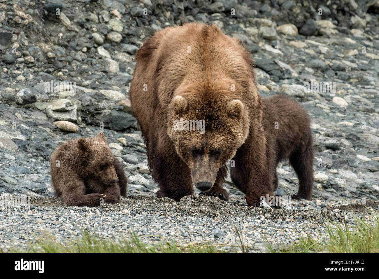 A grizzly bear sow with her spring cubs on the shore of the lower ...