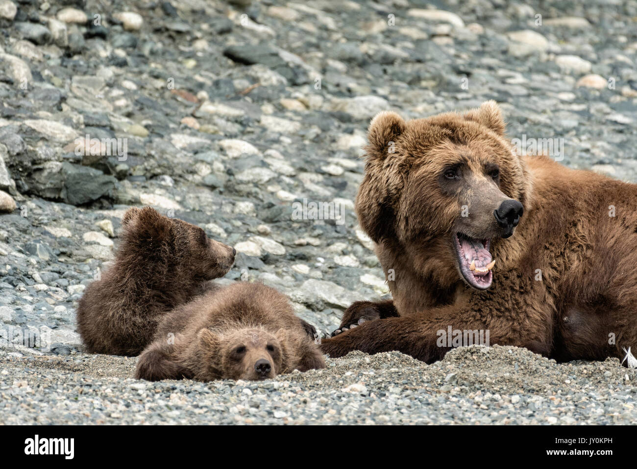 Grizzly bear spring cubs rest alongside their mother on the shore of ...