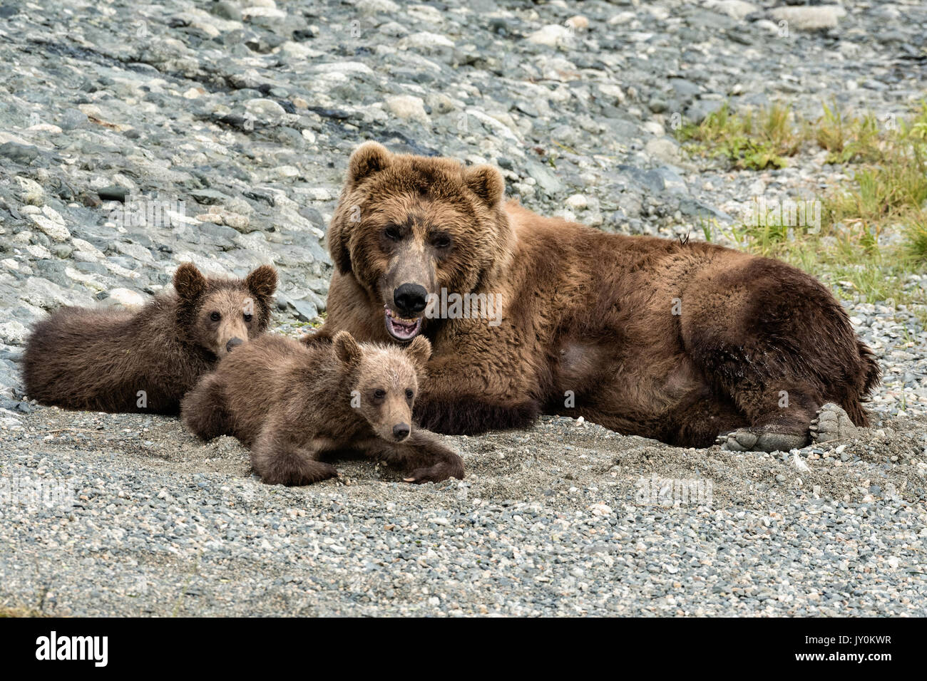 Grizzly bear spring cubs rest alongside their mother on the shore of ...