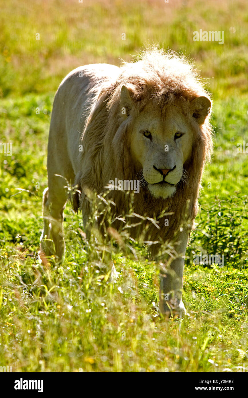 White Lion Panthera Leo Krugensis Adult Male Stock Photo Alamy