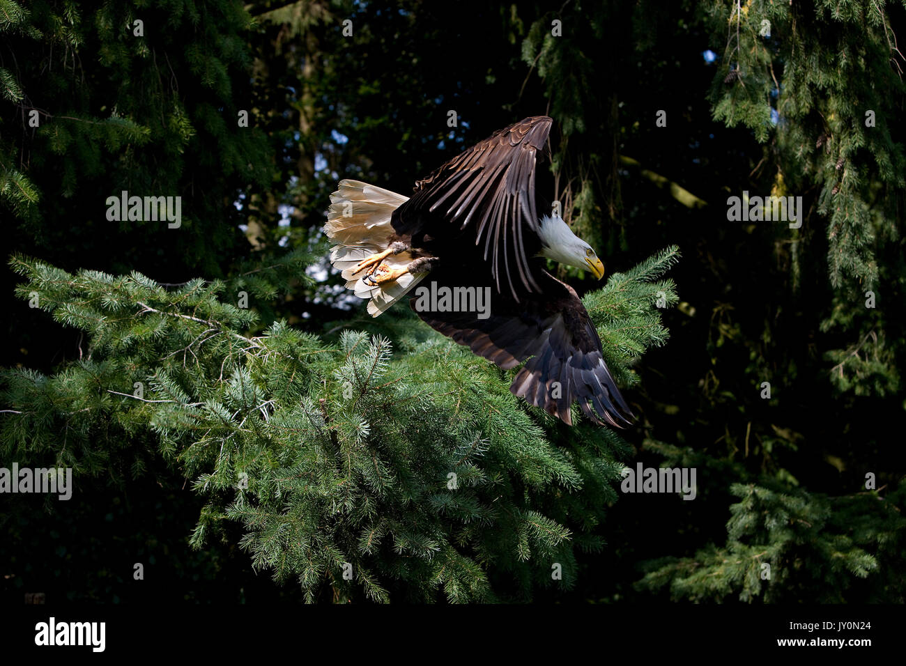 BALD EAGLE haliaeetus leucocephalus, ADULT IN FLIGHT Stock Photo - Alamy