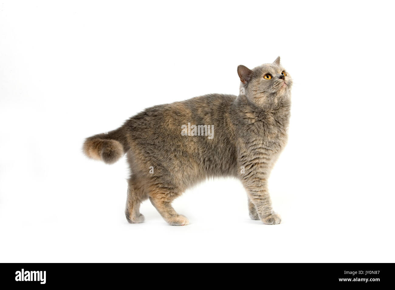Blue Cream British Shorthair Cat Adult Female Against White Stock