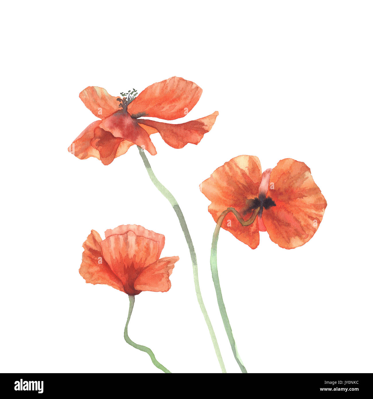 Three poppies Cut Out Stock Images & Pictures - Alamy