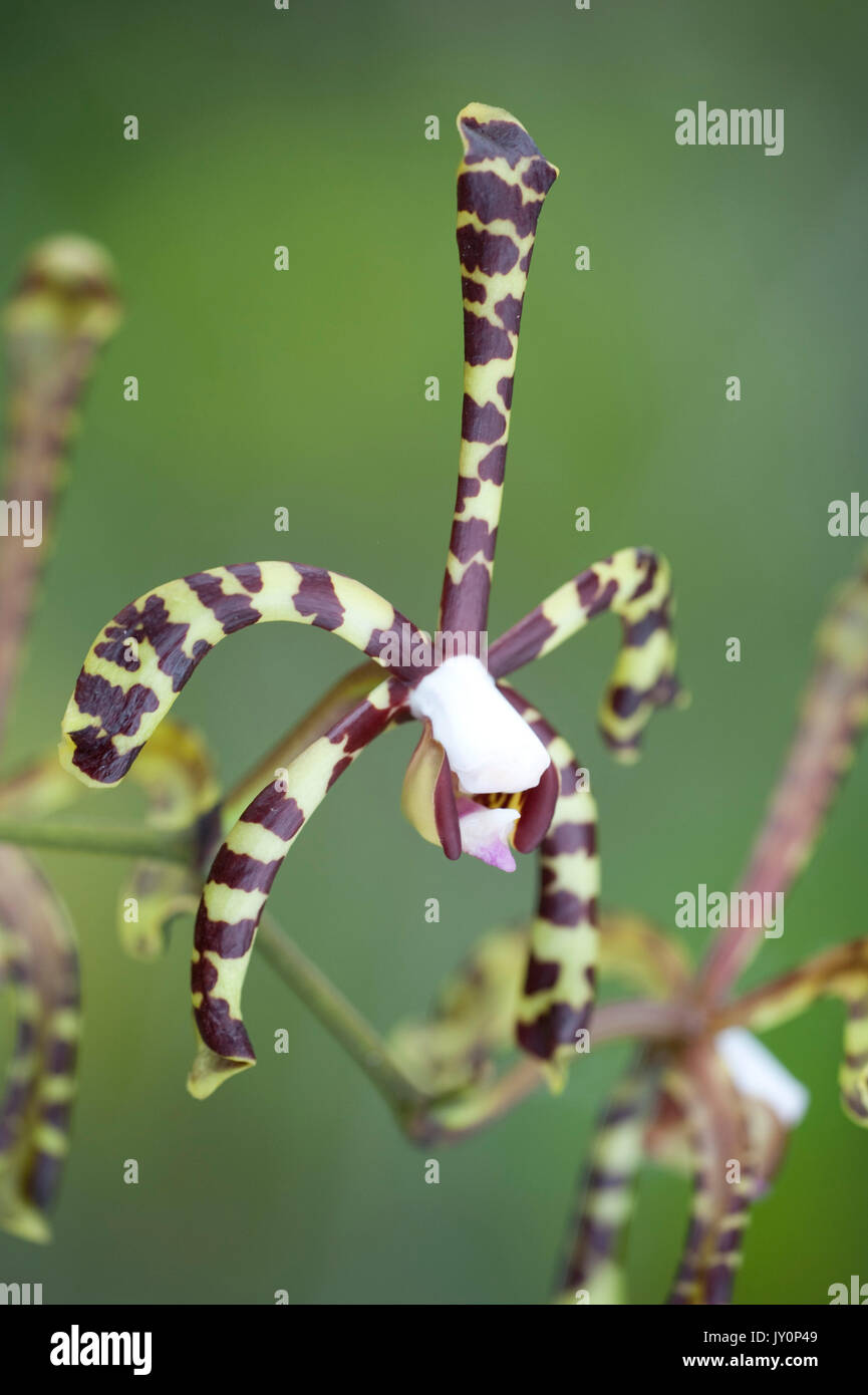 Scorpion Orchid, Arahnis flos-aeris, Panama, Central America, Gamboa Reserve, Parque Nacional Soberania Stock Photo