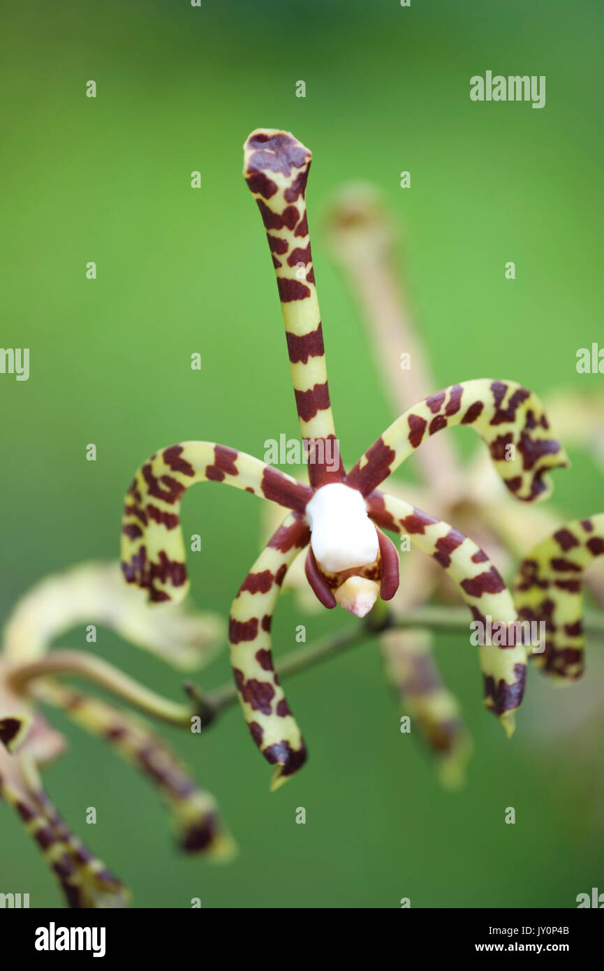 Scorpion Orchid, Arahnis flos-aeris, Panama, Central America, Gamboa Reserve, Parque Nacional Soberania Stock Photo