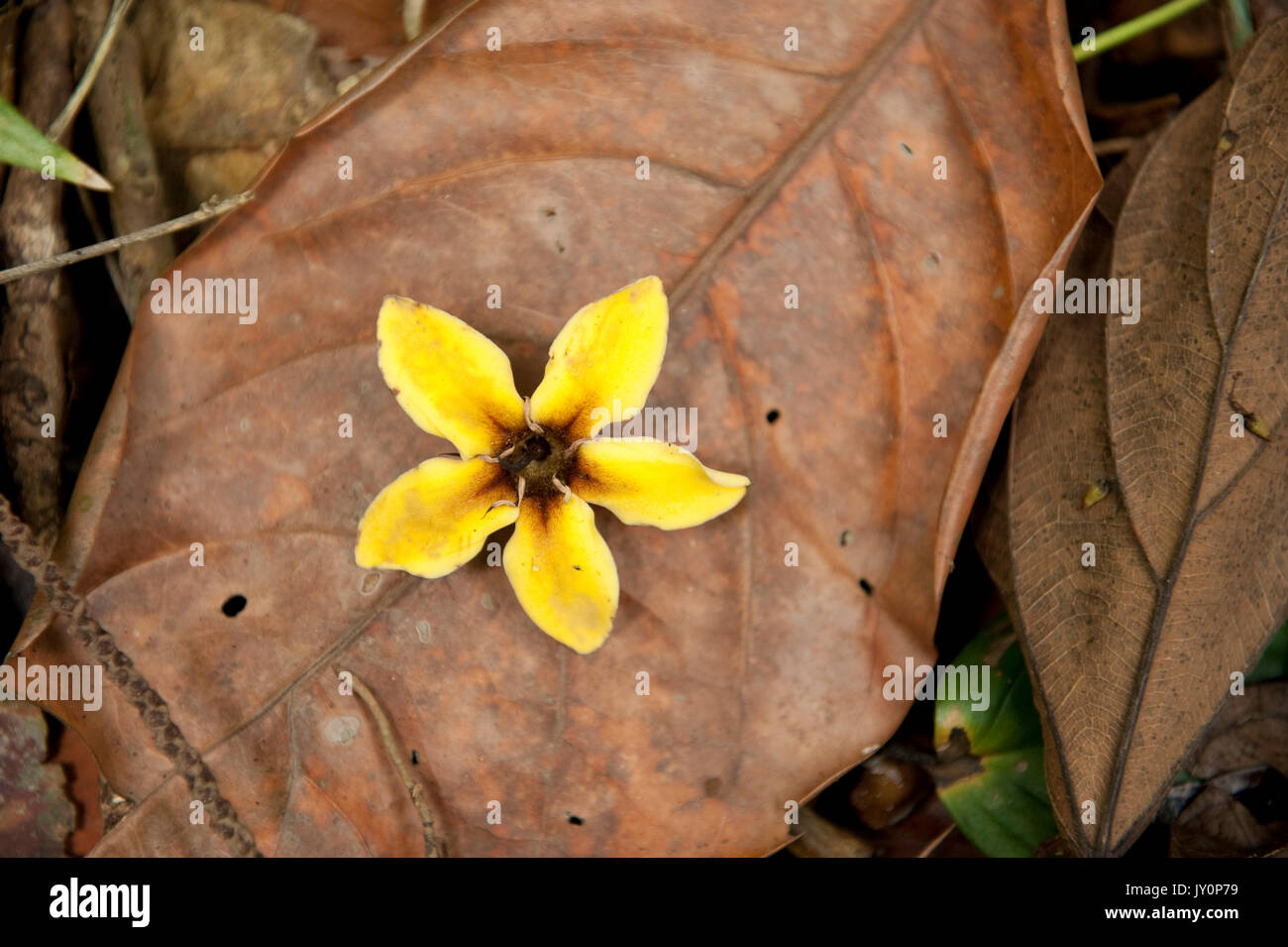 Monkey Comb, Apeiba membranacea, Tiliaceae, Panama, flower on forest floor, Panama, Central America, Barro Colorado Island Stock Photo
