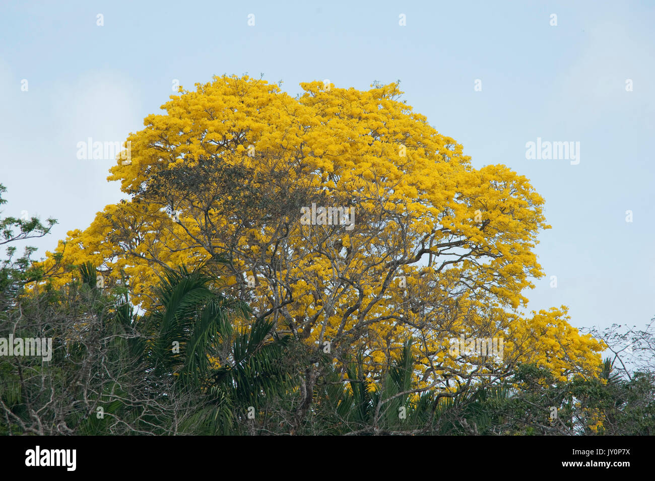 Guayacan Gold Tree, Tabebuia guayacan, Panama, Central America, Gamboa Reserve, Parque Nacional Soberania, flowering above treetops Stock Photo