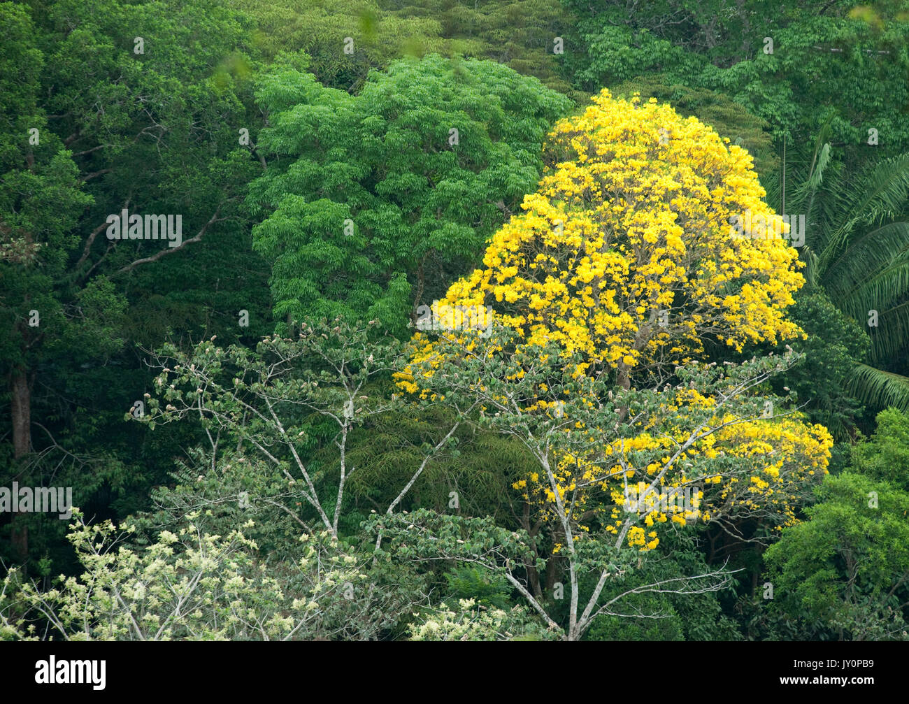 Guayacan Gold Tree, Tabebuia guayacan, Panama, Central America, Gamboa Reserve, Parque Nacional Soberania, flowering in treetops Stock Photo