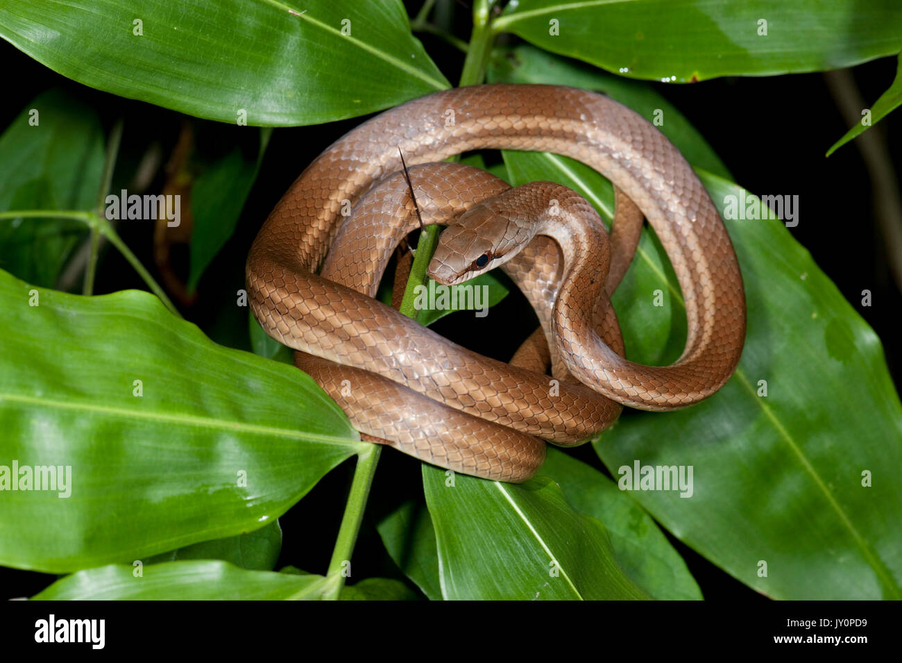 Salmon Bellied Racer Snake, Dryadophis melanolomus, Panama, Central
