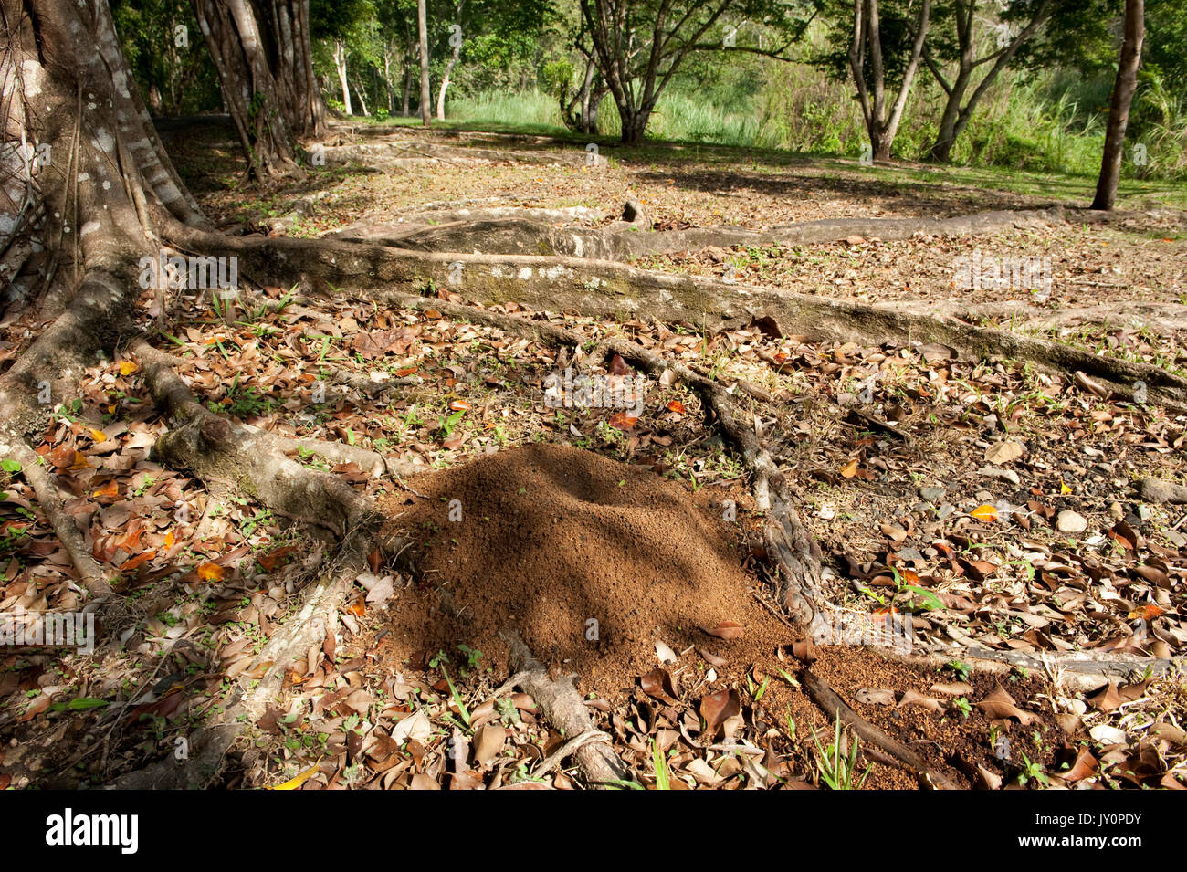 Leaf Cutter Ants Nest, Atta, Hymenoptera formicidae, Panama, Central ...