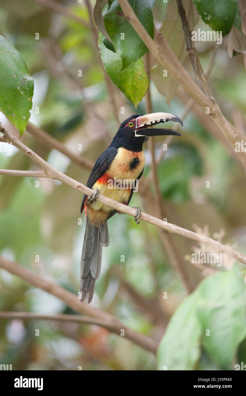 Collared Aracari, Pteroglossus torquatus, Panama, Central America, toucan, perched on branch in forest, calling with beak/bill open, Gamboa Reserve, P Stock Photo