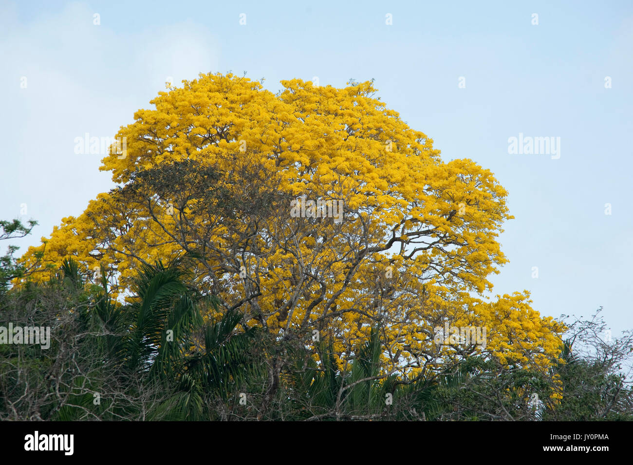 Guayacan Gold Tree, Tabebuia guayacan, Panama, Central America, Parque Nacional Soberania, on Panama Canal river bank Stock Photo