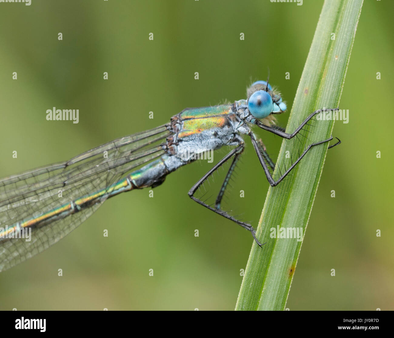 Close up of a male scarce emerald damselfly showing blue eye head and thorax Stock Photo