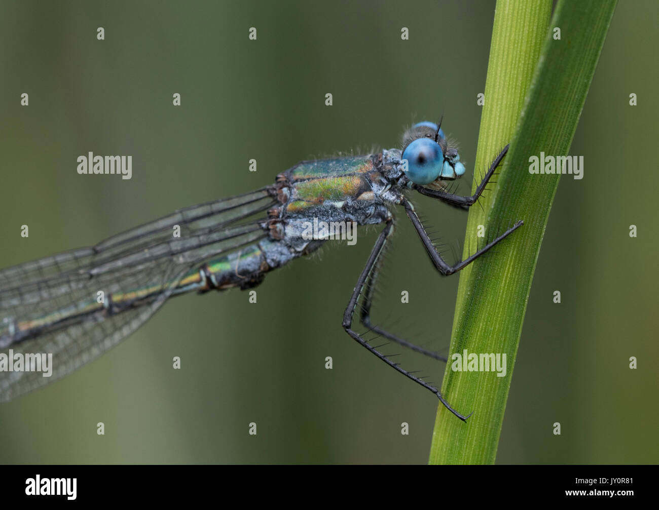 Close up of a male scarce emerald damselfly showing blue eye head and thorax Stock Photo