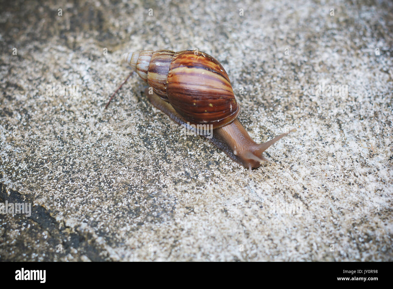 Snail walk on the rough ground.Brown snail crawl on cement. Stock Photo