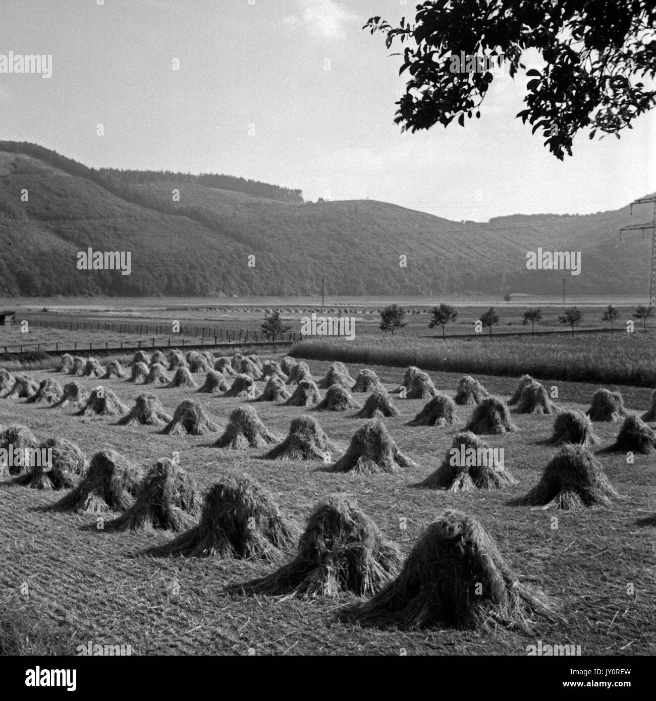 Sheave Sheaves High Resolution Stock Photography and Images Alamy