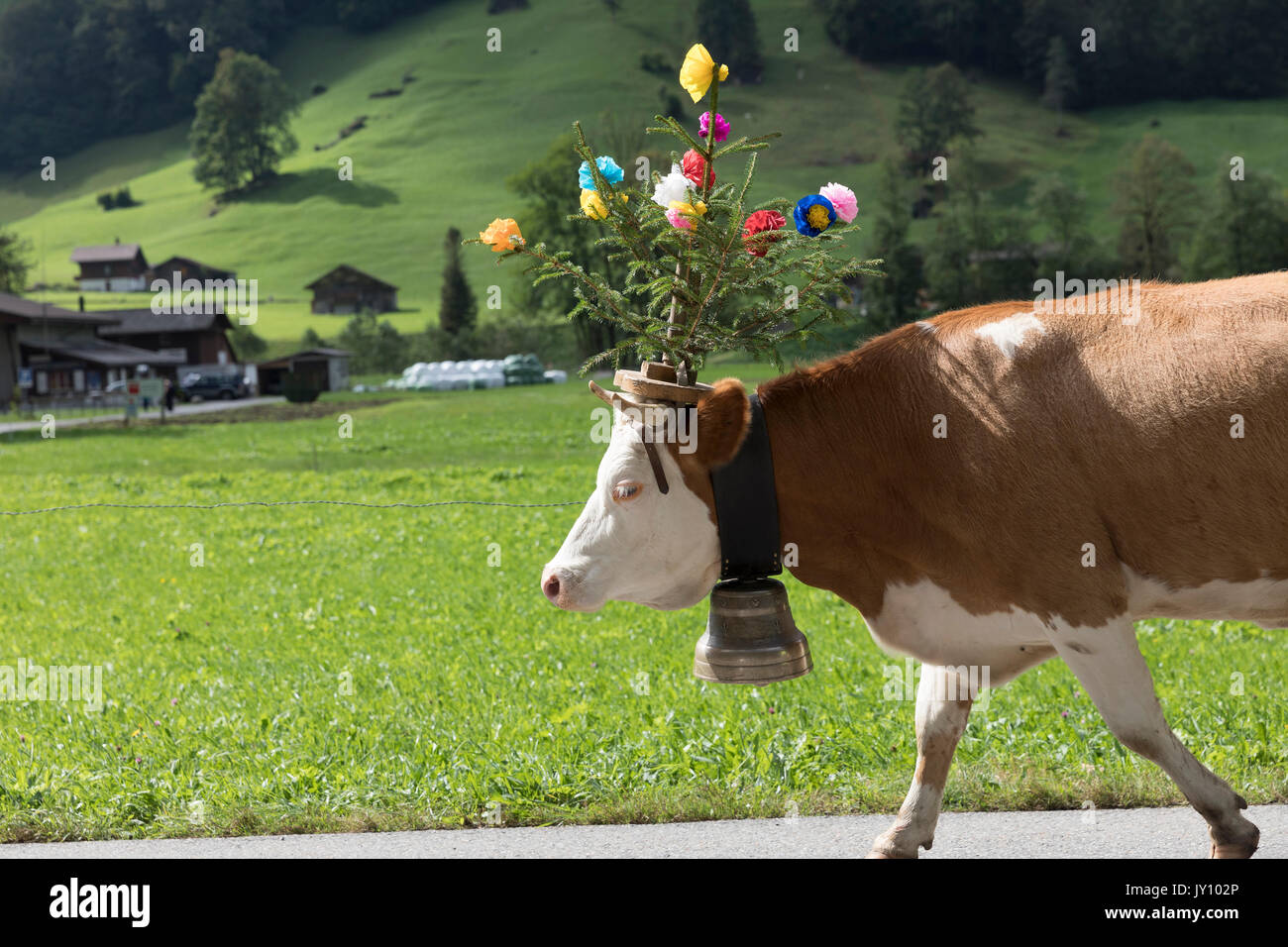 Cow walking on road wearing flowers and bell Stock Photo
