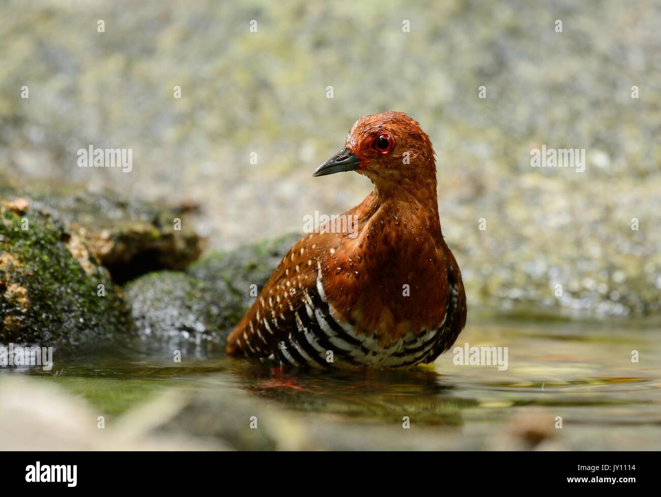 beautiful Red-legged Crake, Malaysian Banded Crake (Rallina fasciata) in water. Stock Photo