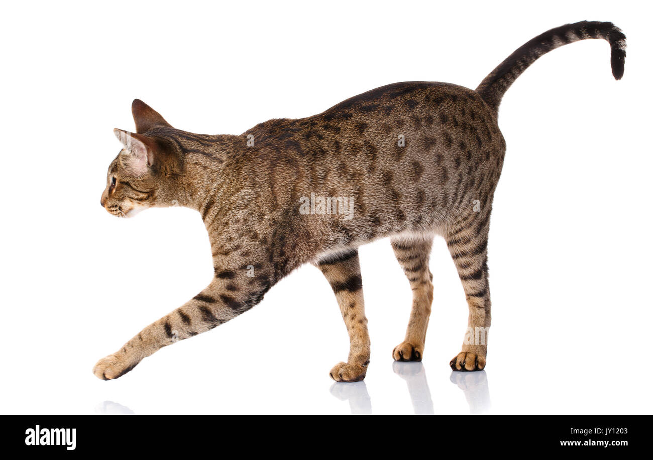 brown bicolor cat on a white background Ocicat cat,side view Stock Photo