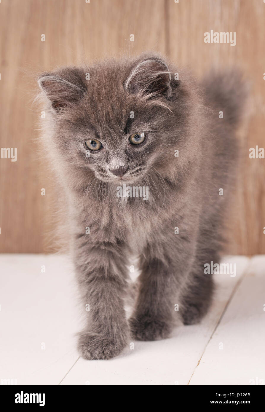 Gray cute kitten walks on wooden boards. Stock Photo