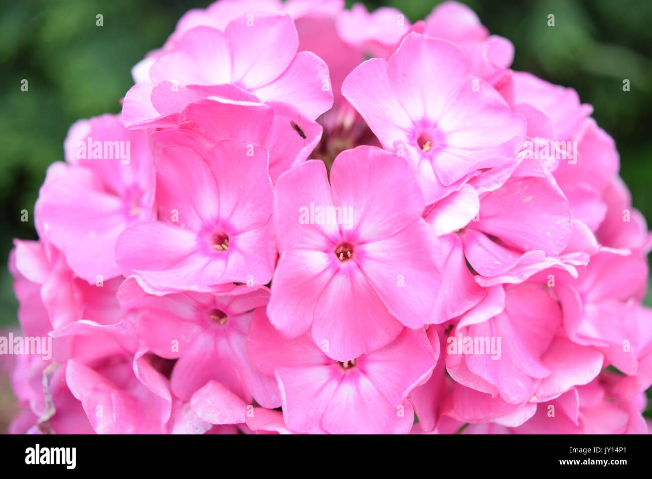 Flowers from Munsinger Gardens in St. Cloud, MN Stock Photo Alamy