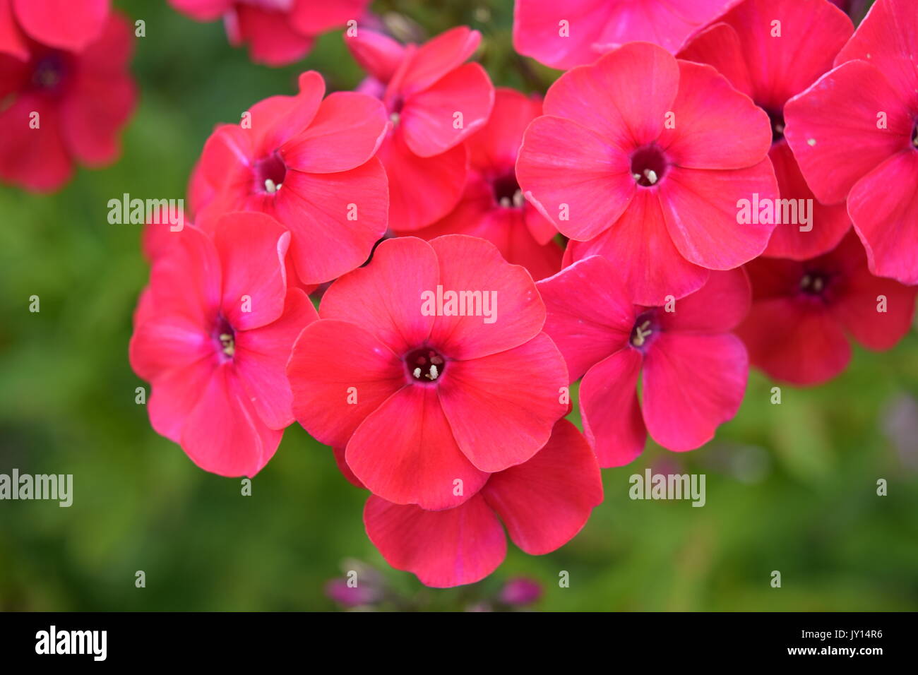 Flowers from Munsinger Gardens in St. Cloud, MN Stock Photo Alamy