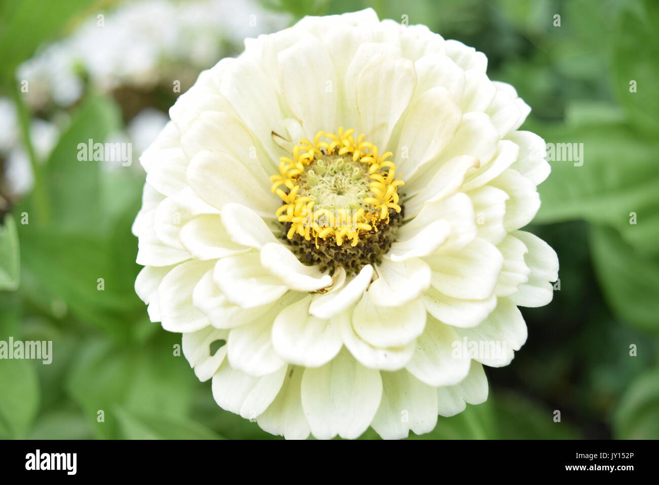 Munsinger gardens hires stock photography and images Alamy