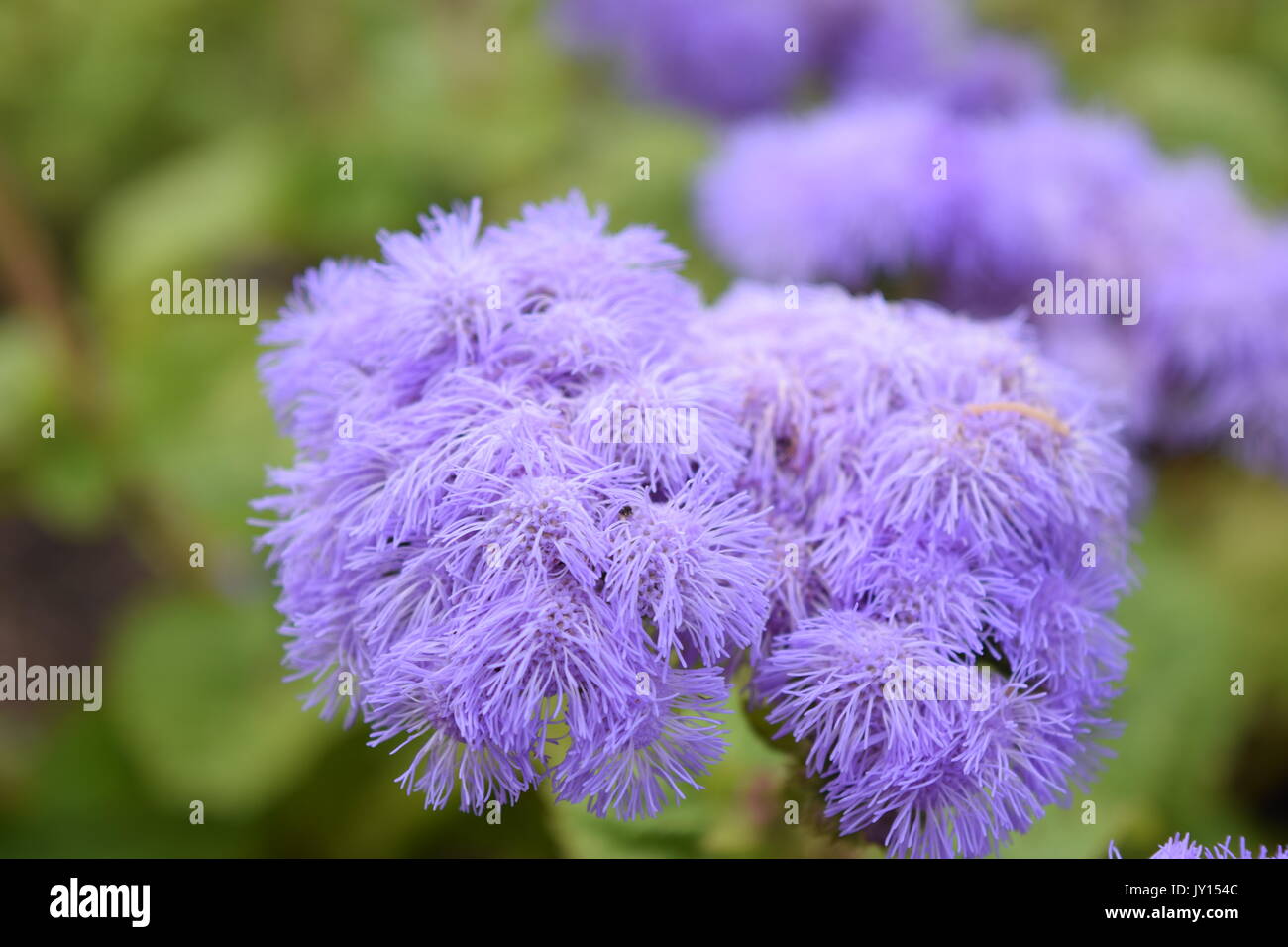 Flowers from Munsinger Gardens in St. Cloud, MN Stock Photo Alamy