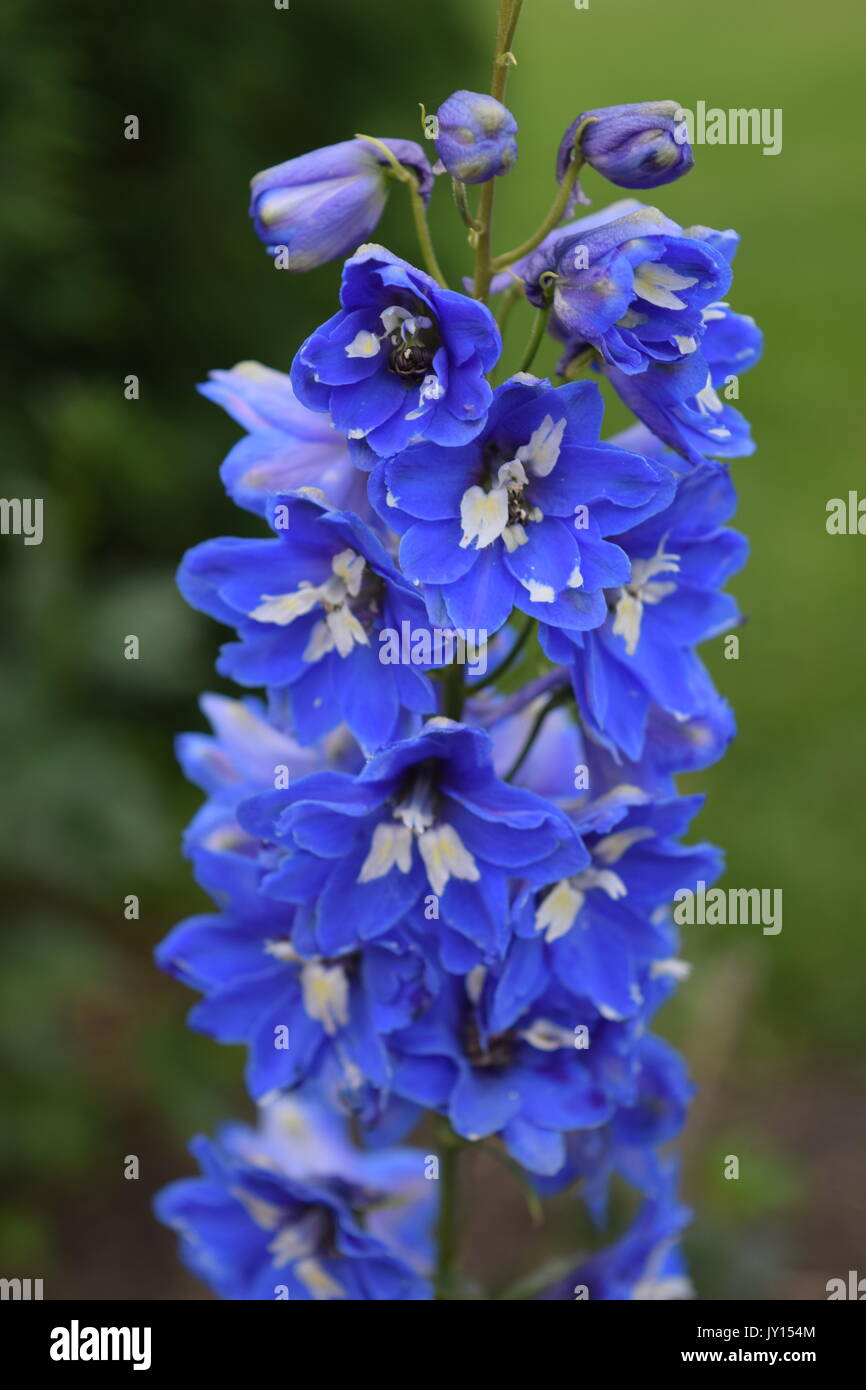 Flowers from Munsinger Gardens in St. Cloud, MN Stock Photo Alamy