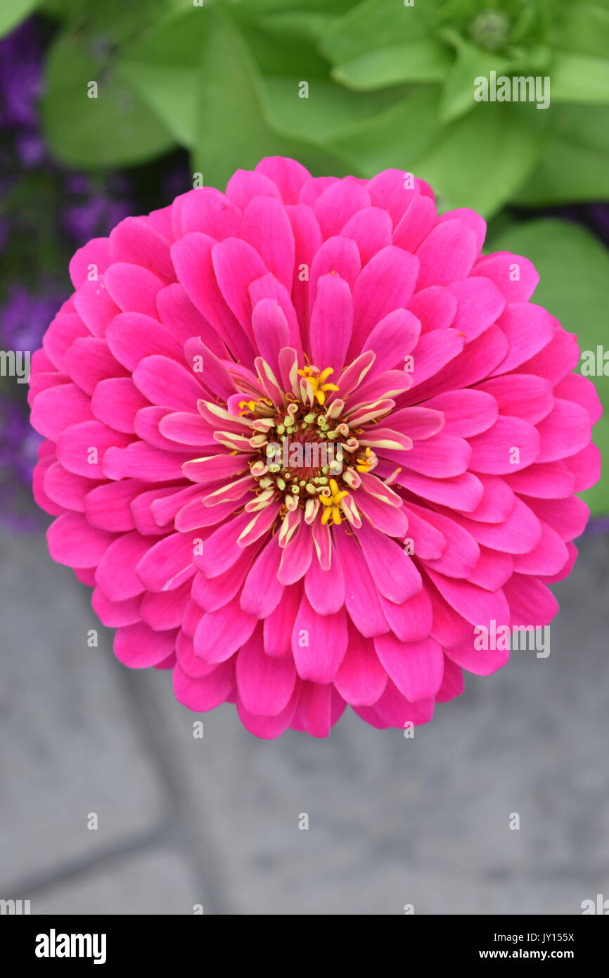 Flowers from Munsinger Gardens in St. Cloud, MN Stock Photo Alamy