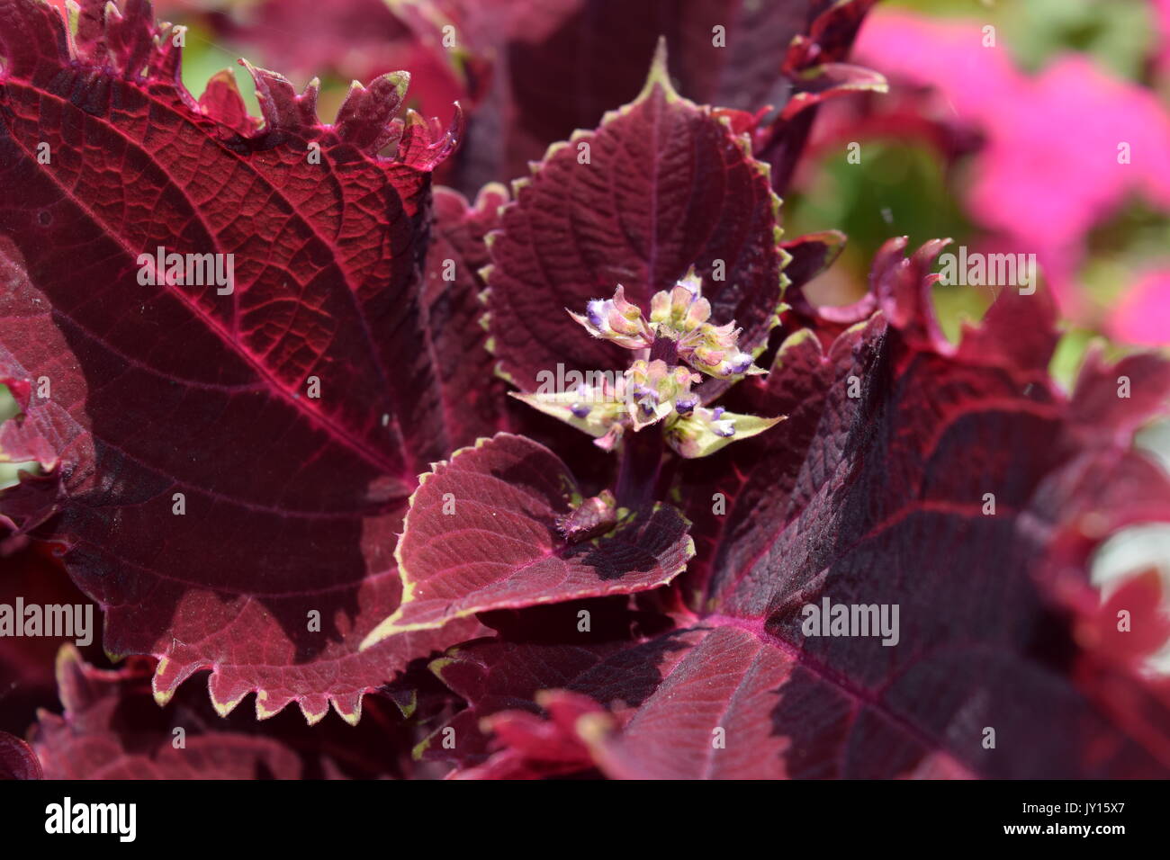 Minnesota gardens hires stock photography and images Alamy