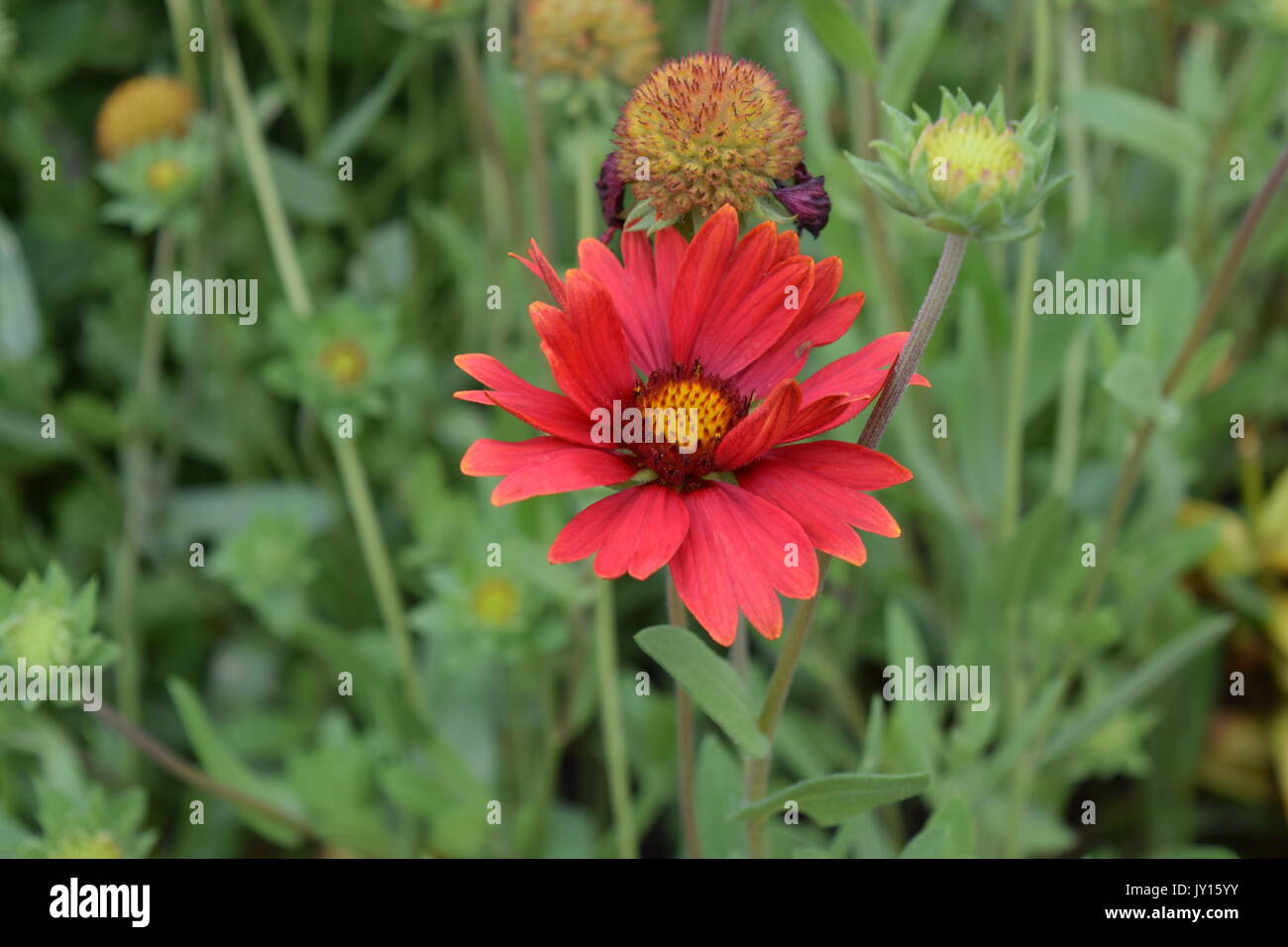 Flowers from Munsinger Gardens in St. Cloud, MN Stock Photo Alamy