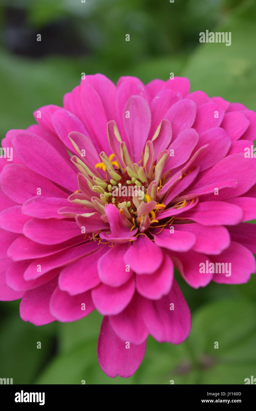 Flowers from Munsinger Gardens in St. Cloud, MN Stock Photo Alamy