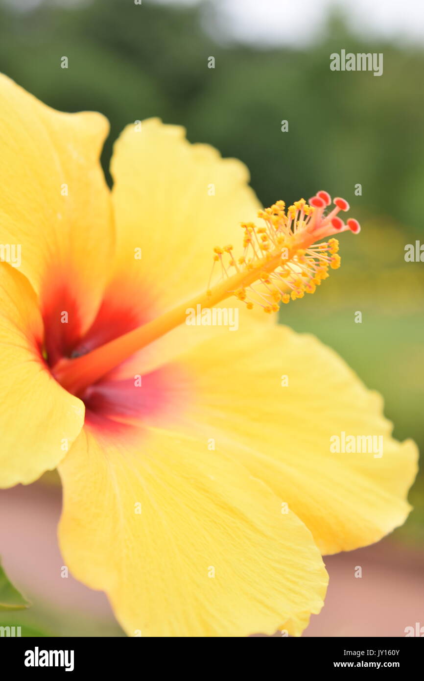 Flowers from Munsinger Gardens in St. Cloud, MN Stock Photo Alamy