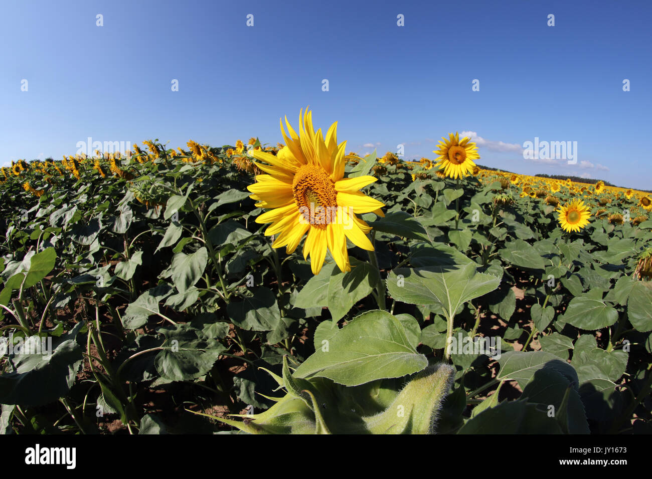 Sunflower field with blue sky at sunny summer day Stock Photo - Alamy