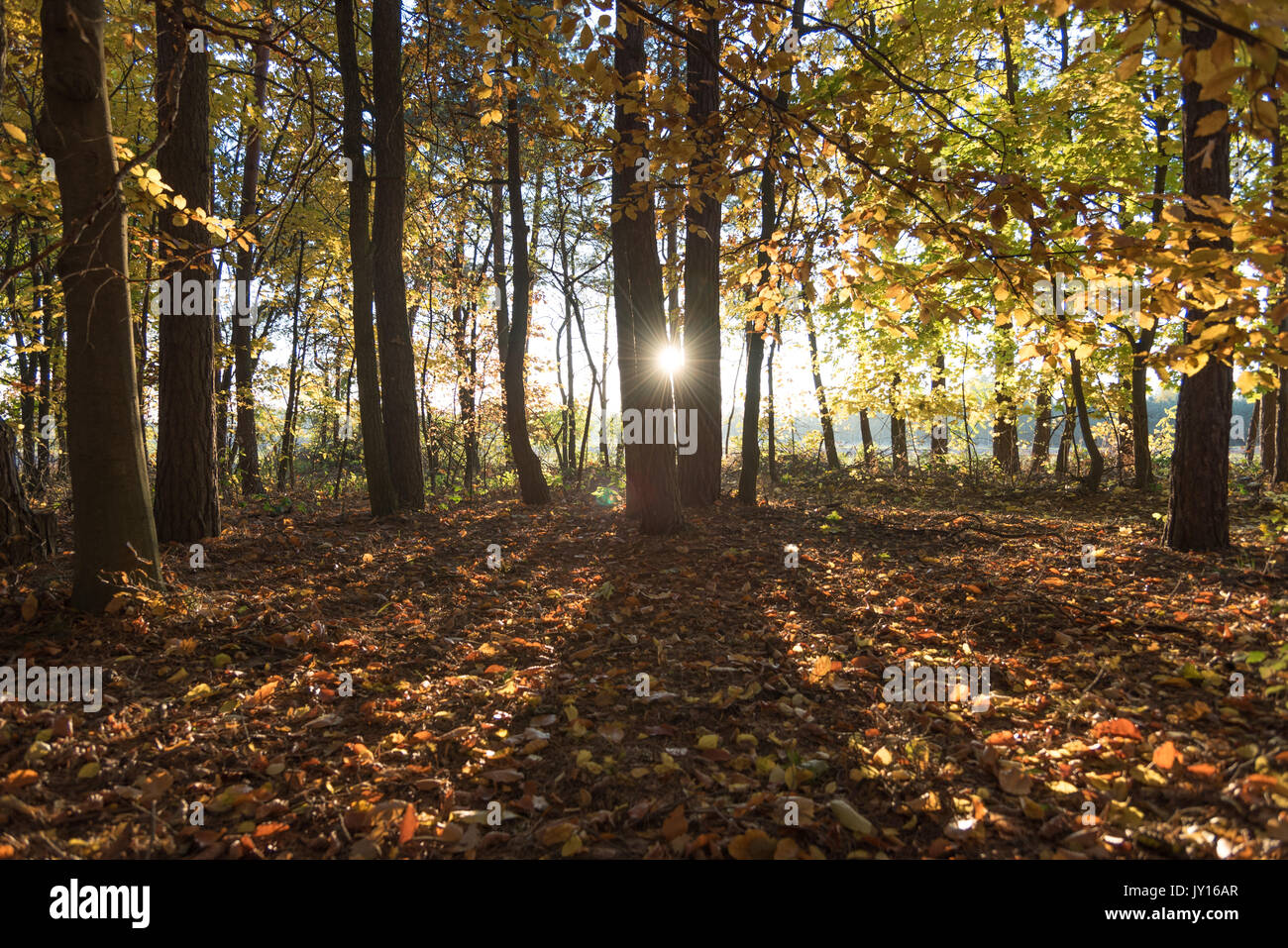 Beautiful sunset avenue hi-res stock photography and images - Alamy
