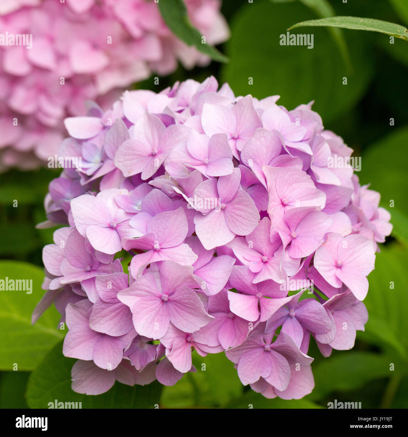 Pink Hydrangea Flowers Hydrangea Macrophylla Close Up In Summer Hampshire Uk Stock Photo Alamy