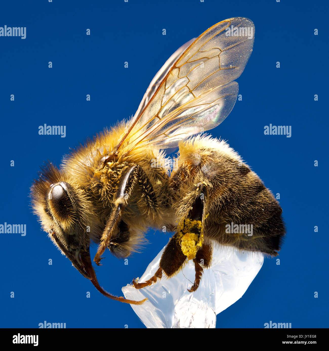 Deep Focus of Honey Bee Stock Photo Alamy