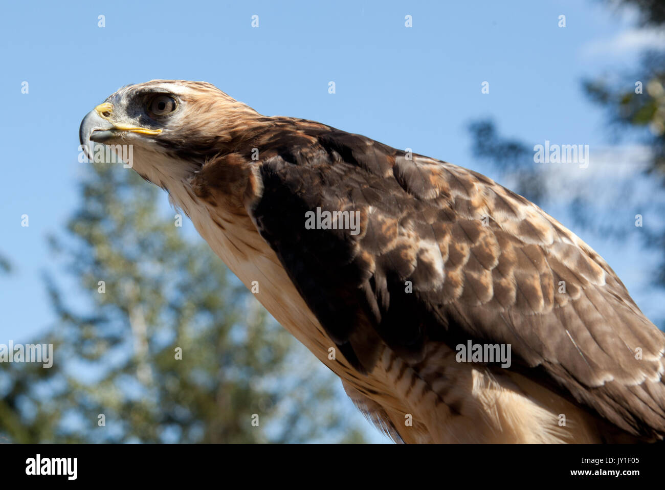 Red Tailed Hawk Staring at the Kroschel Films Wildlife Center, in ...